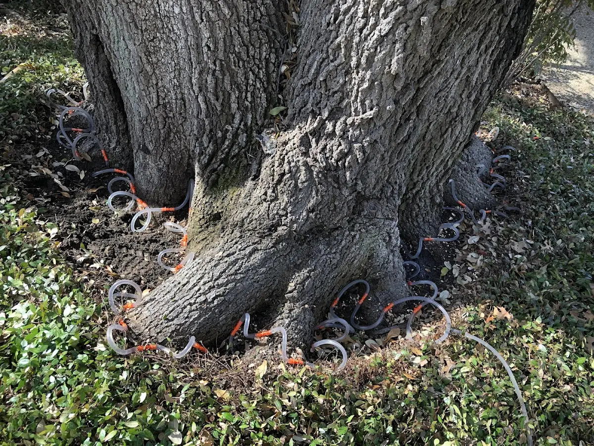 Detailed Tree Cabling and Bracing job site in Tarpley