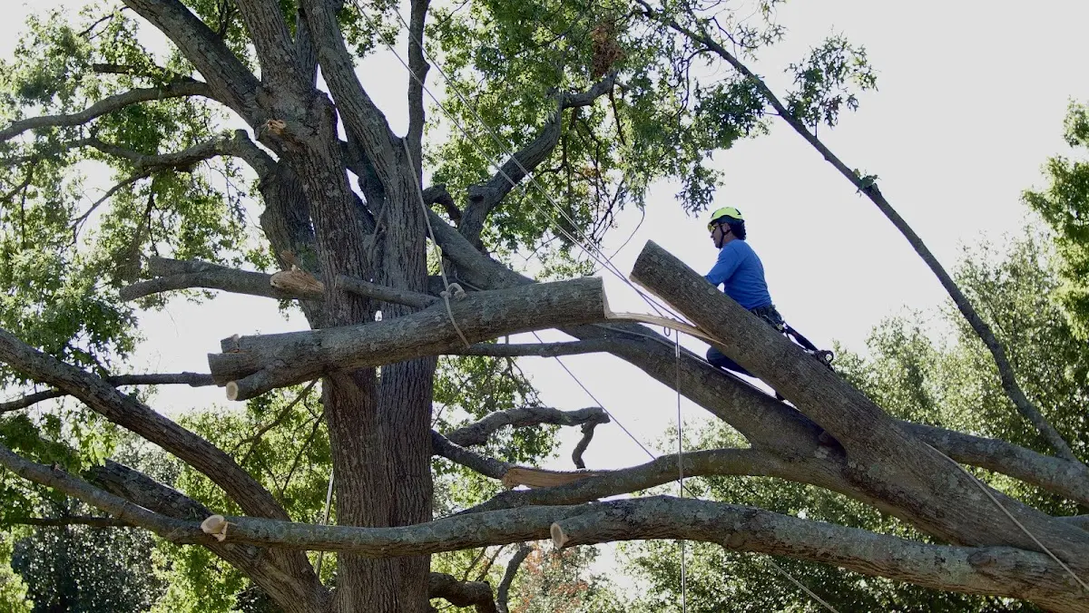 Professional Hazardous Tree Removal performed by certified arborists in Tarpley